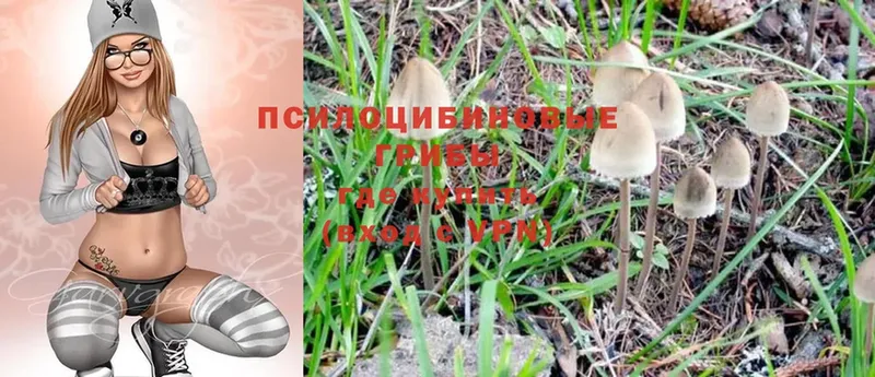 Галлюциногенные грибы Psilocybe  Богородицк 